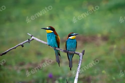 Preview: European bee eater, Merops apiaster. Common bee-eater. Close-up