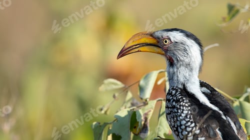 Preview: A yellow-billed hornbill, Tockus leucomelas, perches in a tree, side profile, blurred background