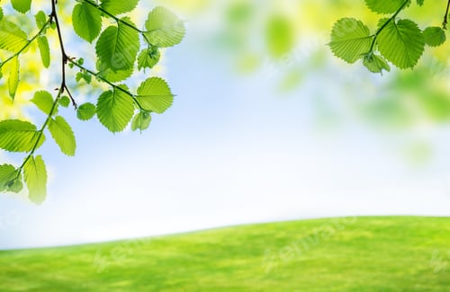 Preview: Vibrant green foliage against a sunny blue sky