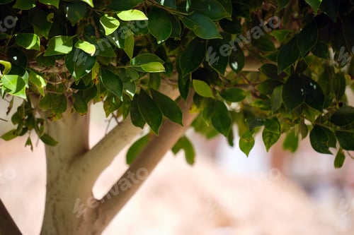 Preview: Closeup of fresh green tree with wooden trunk and vibrant green leaves growing in summer garden