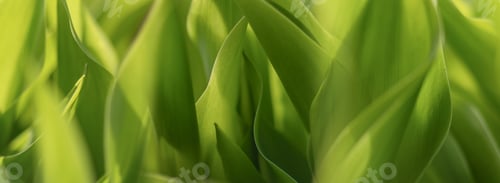 Preview: Young leaves of lily of the valley, nature background.