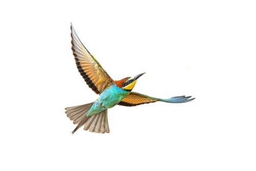 Preview: Bee Eater Flying and Isolated on White Background