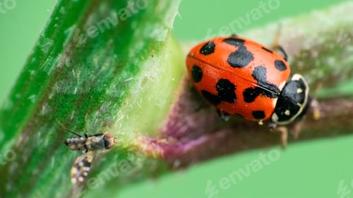 Preview: Ladybird