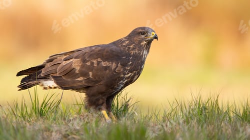 Preview: Adult common buzzard sitting on meadow in autumn