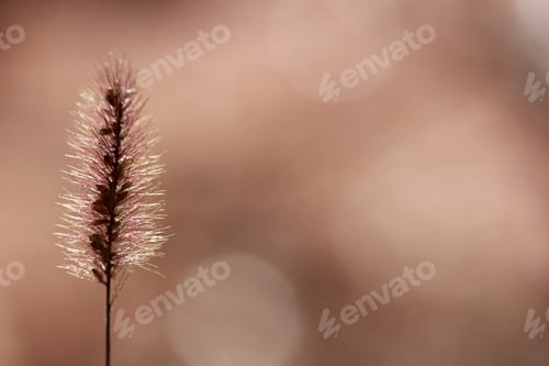 Preview: Plant background