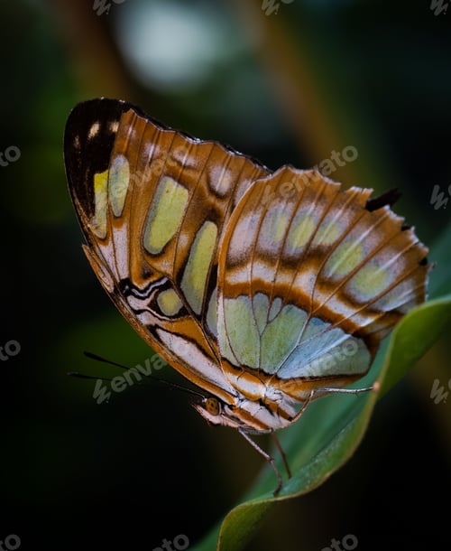 Preview: Close-up shot of a beautiful Malachite butterfly on the leaf of a plant