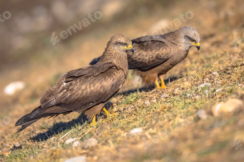 Preview: Two Black kite on ground