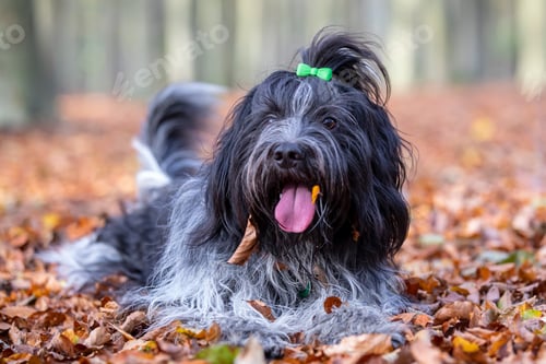 Preview: funny schapendoes on ground with fallen autumn leaves, open mouth with sticking tongue