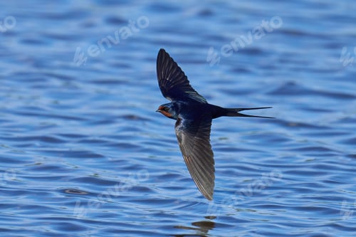 Preview: Barn swallow (Hirundo rustica)