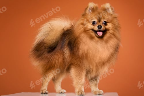 Preview: Animal. Cute spitz
