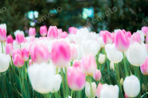 Preview: Pink with beautiful of tulip