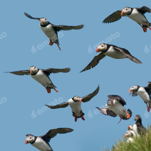 Preview: Atlantic Puffin or Common Puffin, Fratercula arctica, in flight on Mykines, Faroe Islands