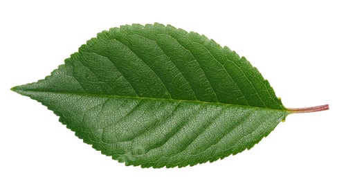 Vista previa: Green cherry leaf on white isolated background