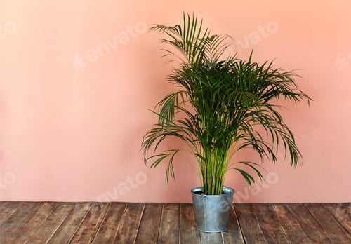 Preview: Interior decorated by plant