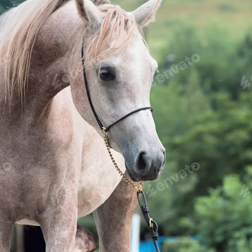 Preview: arabian, horse, mare, stallion, riding