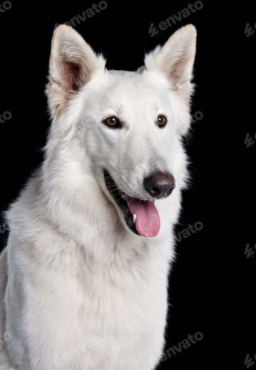 Preview: Berger Blanc Suisse (2 years old)