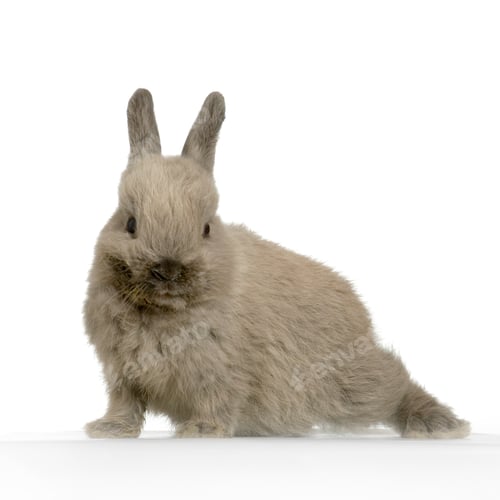 Preview: Rabbit