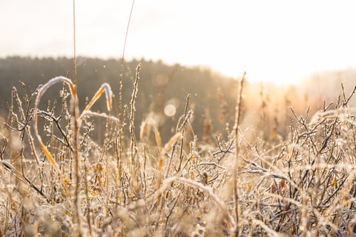 Preview: Frozen grass