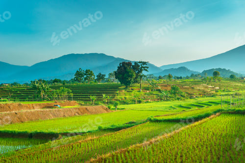 Preview: Beautiful morning view in Indonesia, panoramic landscape of rice fields with mountain