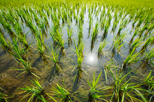 Preview: Rice paddy