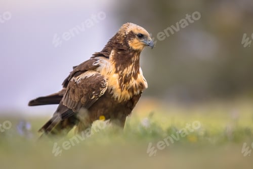 Preview: Marsh harrier female