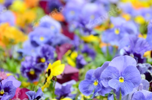 Preview: Multicolor pansy flowers or pansies close up as background or card