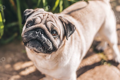 Preview: A pug sits on the grass on a summer day.