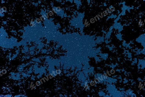 Preview: View of the starry sky in the forest