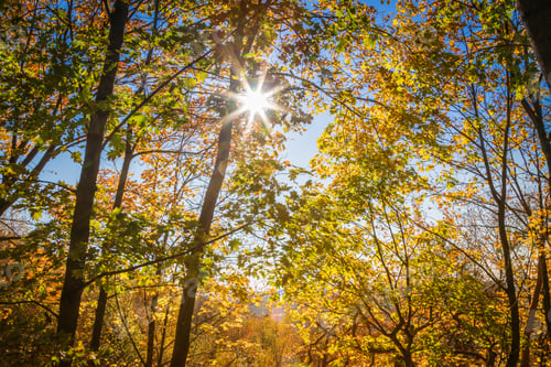 Preview: Sunlight streaming through golden autumn forest canopy with bright sun rays and fall foliage