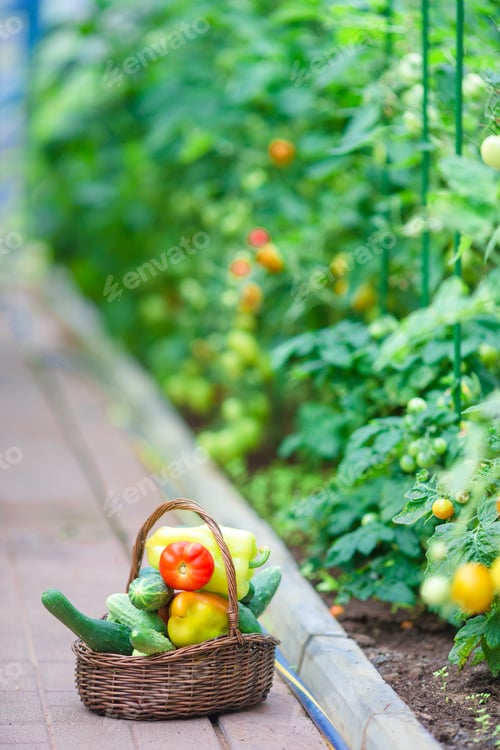 Preview: Closeup basket of greenery and vagetables in the greenhouse. Time to harvest