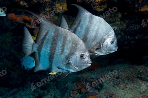 Preview: Pair of Atlantic spadefish.