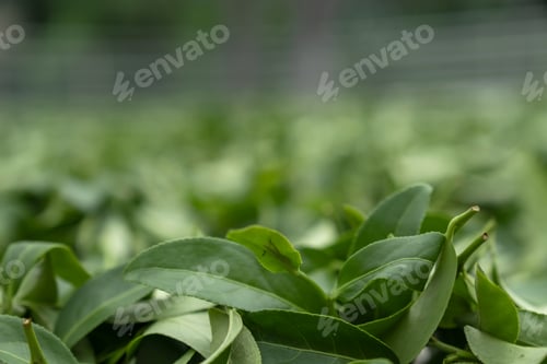 Preview: Fresh green tea leaves in drying processing, farm production factory