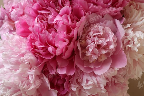 Preview: Closeup view of beautiful pink peony bouquet