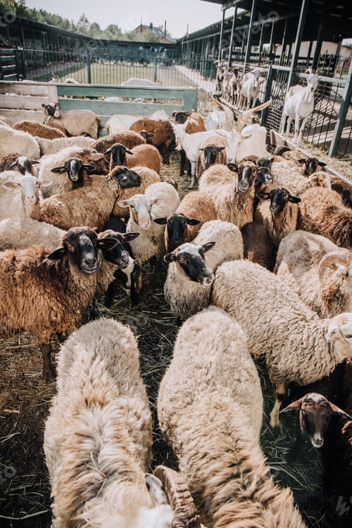Preview: high angle view of herd of adorable sheep grazing in corral at farm