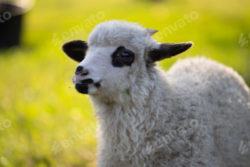 Preview: Portrait of cute little lamb