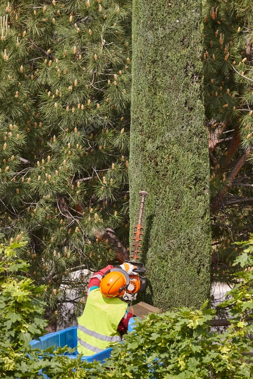 Preview: Gardener pruning a cypress on a crane. Seasonal