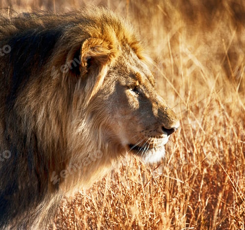 Preview: Best wildlife experiences in the world