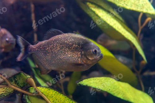Preview: Tropical piranha fishes