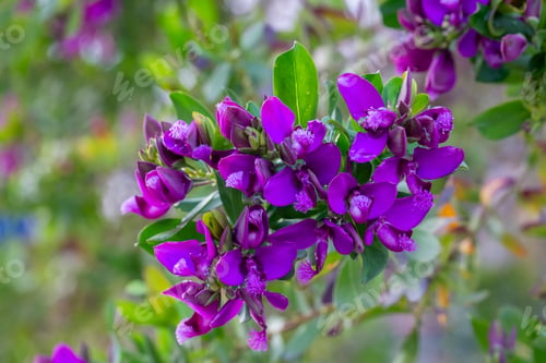 Preview: Polygala myrtifolia is a plant species belonging to the Polygala genus.