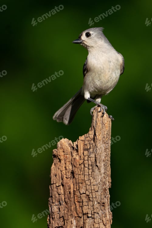 Preview: Tufted Titmouse Perching