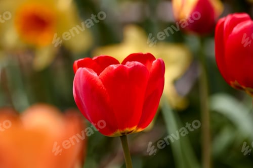 Preview: The Red Tulip Stands Out