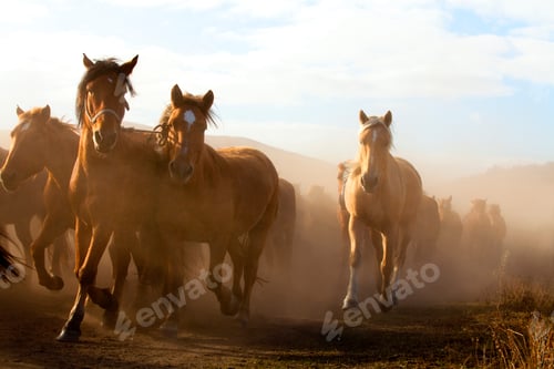 Preview: A herd of horses running in Inner Mongolia