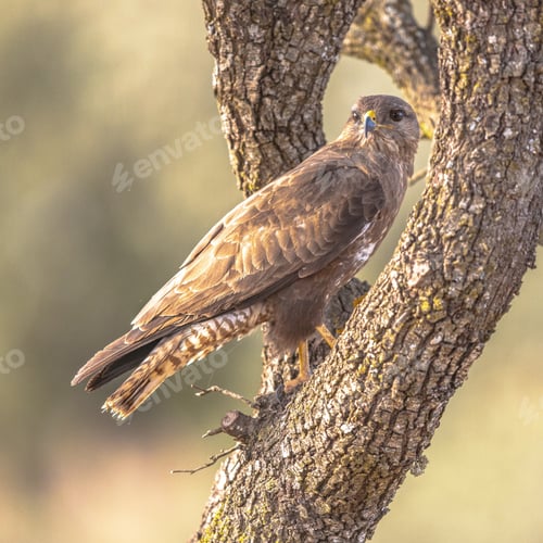 Preview: Common Buzzard perched in tree