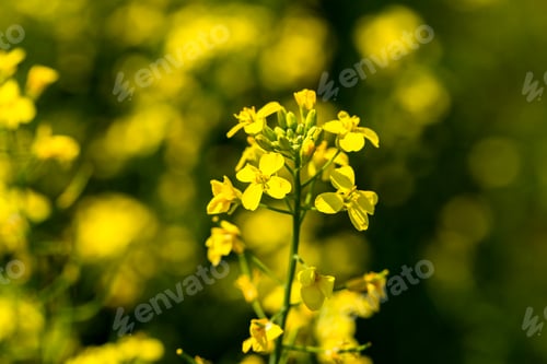 Preview: Rape plant and flowers in close-up. Cultivation of rapeseed.
