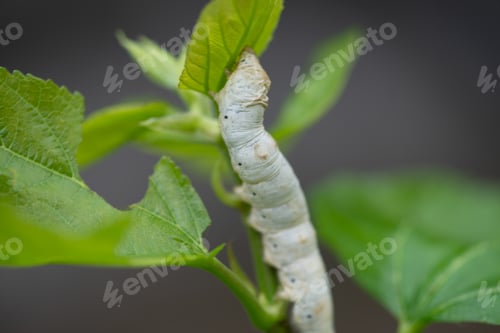 Preview: silkworm