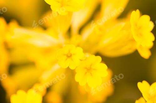 Preview: Garden in bloom