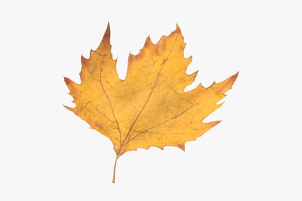 Preview: Autumn Leaf - Yellowing Plane Tree