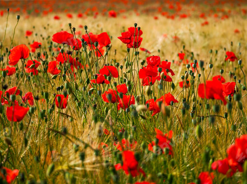 Preview: Red Poppy Field Meadow Landscape in Rural Setting