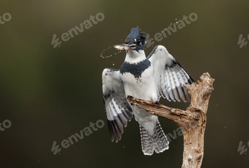 Preview: A Belted Kingfisher Fishing in a Pond