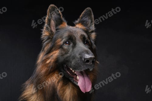 Preview: Cheerful dark brown belgian shepherd against dark background